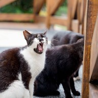 Houtong Cat Village