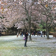 บรรยากาศ Nara Park