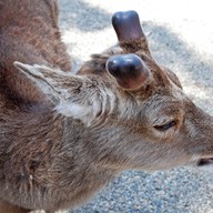 บรรยากาศ Nara Park