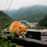 Houtong Cat Village