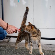 Houtong Cat Village