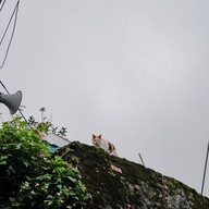 Houtong Cat Village