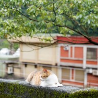 Houtong Cat Village