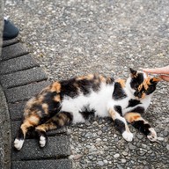 Houtong Cat Village