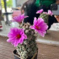 ร้านเติมสวยชมพู