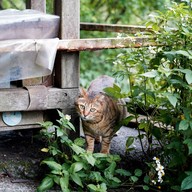Houtong Cat Village