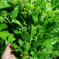 พี่เล็กผักบ้าน พี่เล็กกับข้าวตามสั่ง