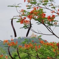 บรรยากาศ วัดวรนาถบรรพต (เขากบ)