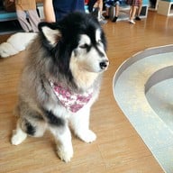 บรรยากาศ ฮัสกี้เฮ้าส์คาเฟ่ บางแสน
