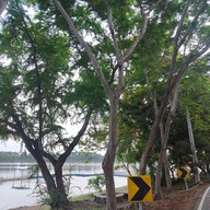 ศูนย์กีฬาทางน้ำบึงหนองบอน