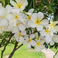 บรรยากาศ ศาลสมเด็จพระนเรศวรมหาราช พิษณุโลก