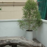 บรรยากาศ Laze