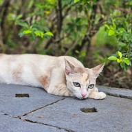 บรรยากาศ รักษ์บางปะอิน คาเฟ่