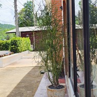 ตำระบือ เขาใหญ่