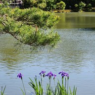 Kinkakuji Temple