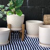 Tree & Pots & Garden Furniture