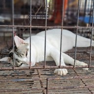 ศูนย์อนุรักษ์แมวไทยโบราณ