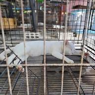 ศูนย์อนุรักษ์แมวไทยโบราณ