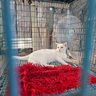 ศูนย์อนุรักษ์แมวไทยโบราณ