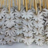 ป้ามดตามสั่ง