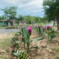 Kusuma Cafe Kusuma Cafe