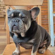 Dog In Town Ari อารีย์