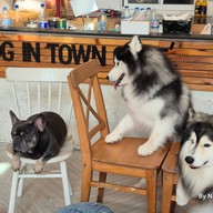 Dog In Town Ari อารีย์