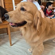 Dog In Town Ari อารีย์