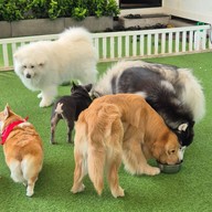 Dog In Town Ari อารีย์