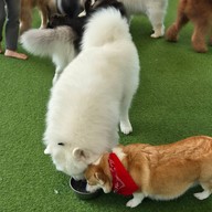 Dog In Town Ari อารีย์