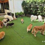 Dog In Town Ari อารีย์