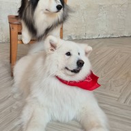 Dog In Town Ari อารีย์