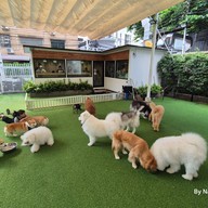 Dog In Town Ari อารีย์