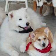 Dog In Town Ari อารีย์