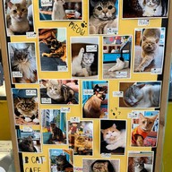 B Cat Cafe