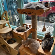 B Cat Cafe