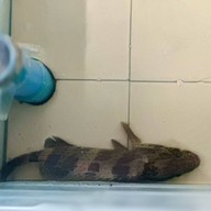 ปลาทอง