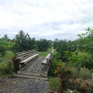 บรรยากาศ The Pomellow Family Farm