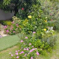 The Pomellow Family Farm