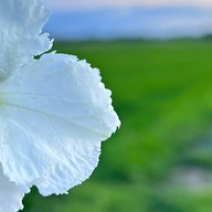 โอบใจ โฮมคาเฟ่ มังสวิรัติ&เจ (Oabjai Home Cafe) วิเศษชัยชาญ