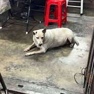 ขนมจีนหน้าสวนเถ้าแก่