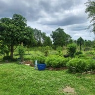 Chicken and Bee : Good Food and Organic Farm