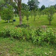 Chicken and Bee : Good Food and Organic Farm