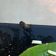 เมนูของร้าน ก๋วยเตี๋ยวต้มยำหมูกรอบ เจ๊ดำ (ลำลูกกา)