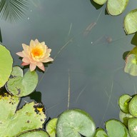 Ban Suan Kratom Cafe & Resort