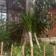 บรรยากาศ Ta Se cafe บางกุ้ง