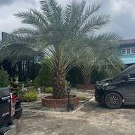 Ppan Sweets สามพราน