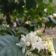 ครัวชญา (อาหารและเครื่องดื่ม)