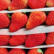 สารพัดคาว-หวาน-ยำ-ผลไม้