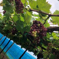 บรรยากาศ บ้านไร่คุณนาย